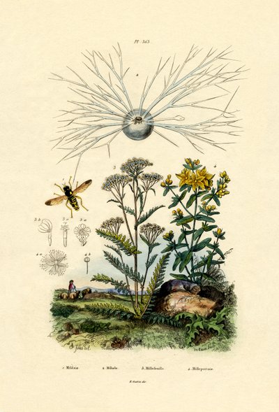 Gemeine Wespen-Schwebfliege von French School